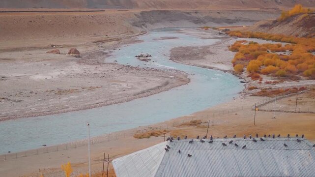 Landscape shot of blue Tsarap Chu river flowing besides the yellow autumn trees during the autumn season in Himalayas as seen from Padum town in November month at Zanskar Valley, Ladakh, India.