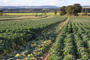 Scottish Brussels sprout harvest time