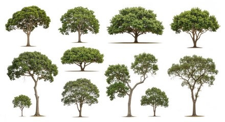 Assortment of full, green trees with various shapes, isolated on white