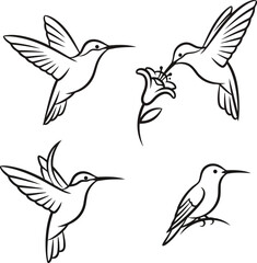 Four black and white hummingbird illustrations in various poses