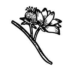 Flower sketch of kiwi fruit isolated in a white background.Vintage hand drawn illustration