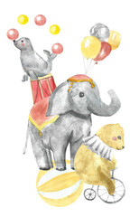 Circus watercolor illustration. Cute animals composition perfect for circus invitation, interior poster, baby party card. Bear, elephant and seal with baloons, drum, balls, bike.