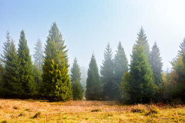 Fototapeta premium spruce trees on a hazy morning in carpathian mountains. beautiful landscape of ukraine under blue sky in autumn. wonderful nature background with sunlight coming through the fog