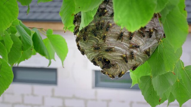 Median wasp (Dolichovespula media) attack, defending nest