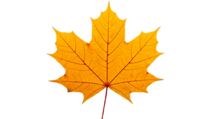 Isolated yellow maple leaf with detailed veins on a black background in a close up shot