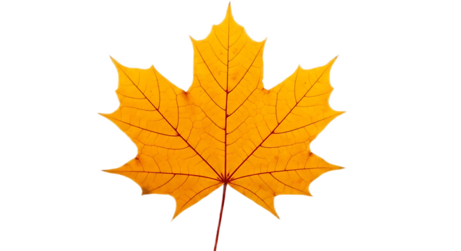 Isolated yellow maple leaf with detailed veins on a black background in a close up shot - Powered by Adobe