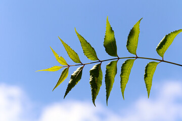 Ayurvedic neem green leaves against blue sky