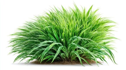 Vibrant green ornamental grass clump isolated on a white background