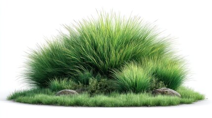 Vibrant green tufted ornamental grass clump with rocks, white background