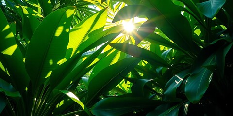 Lush green tropical leaves, vibrant sunlight dappled through foliage,  vibrant,  philodendron