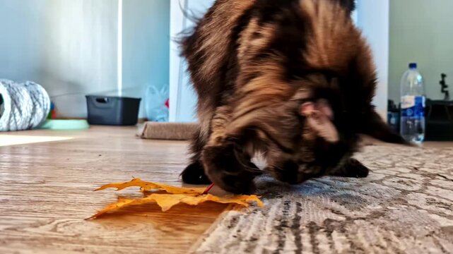 Fuzzy black cat playing dry leaf on house floor