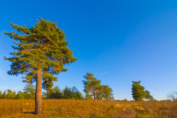 alone pine tree among dry autumn prairie under blue sky