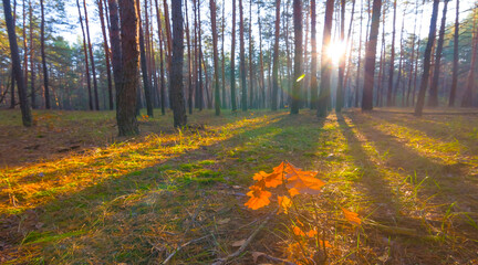 autumn  forest glade covered by red dry leaves in light of sparkle sun