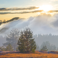 mountain valley with fir forest in dense mist and clouds at the sunset