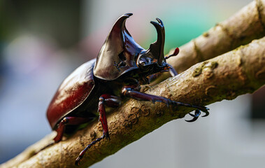 Rhinoceros beetles,  Rhinoceros beetles Insects sitting on a branch, close-up, macro