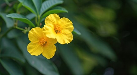 Fototapeta premium Two vibrant yellow flowers in full bloom with lush green foliage, bokeh background