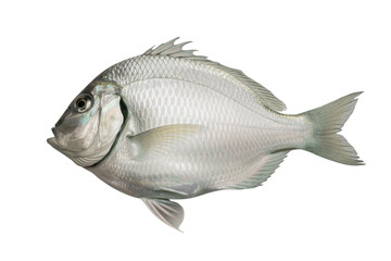 Obraz premium Freshly caught gleaming silver bream, perfect for seafood recipes and ocean conservation awareness