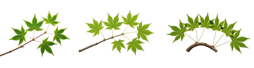 Green Maple Tree Branches with Leaves Isolated on White Background