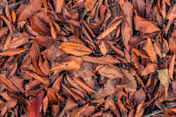 background of dried leafs