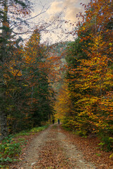 road in the autumn forest