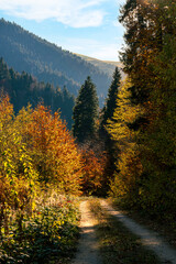 autumn forest in the mountains