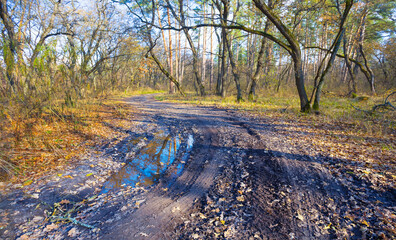 ground road in mud with puddle among the forest