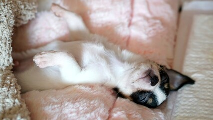 Sleeping Chihuahua Puppy on Soft Pink Blanket