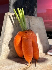 fresh vegetables on the table