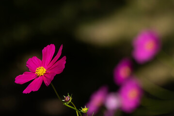 公園に咲くピンクのコスモス