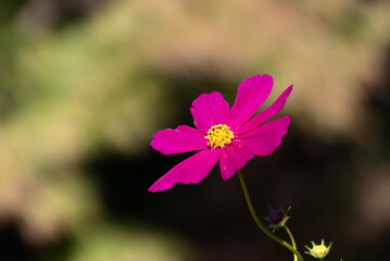 公園に咲くピンクのコスモス
