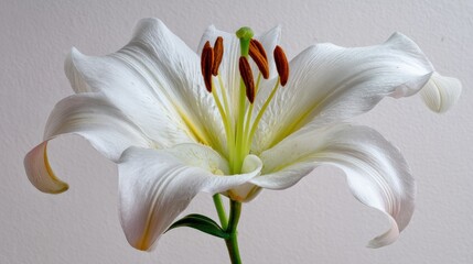Closeup Of White Lily With Water Droplets