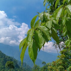Green Leaves With Dew Drops Against Mountain Scenery