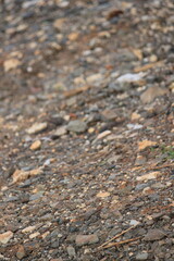 Rough Gravel and Stone Road Texture
