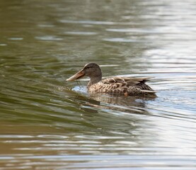 Northern Shoveler