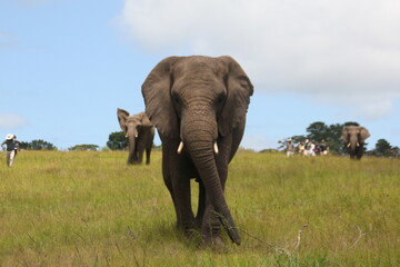 Obraz premium Elephant walking to camera