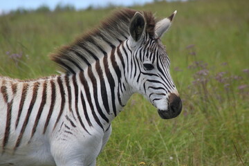 Zebra standing in the grass