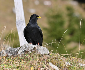Alpendohle