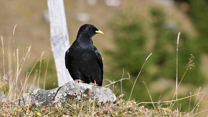 Alpendohle