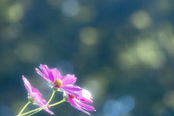 公園に咲くピンクのコスモス