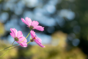公園に咲くピンクのコスモス
