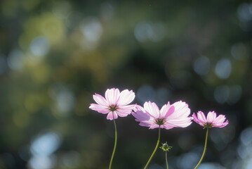 公園に咲くピンクのコスモス