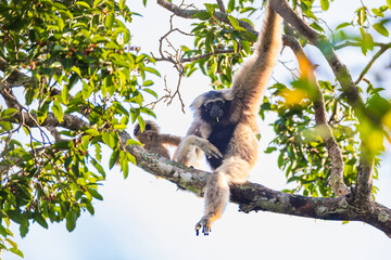 Fototapeta premium The Pileated Gibbon (Hylobates pileatus), rare protected wildlife in Thailand.