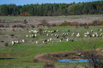 Fototapeta premium A large flock of sheep grazes peacefully across a gently hilly field