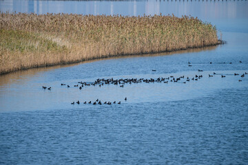 A cluster of waterfowl drifts across a calm blue lake, framed by golden reeds and a gently curving shoreline