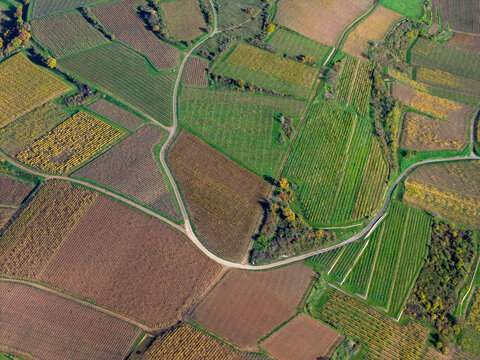 Aerial view of vibrant patchwork of vineyards, showcasing earthy browns, verdant greens, and golden yellows, divided by winding paths, Rouffach, Grand Est, France.