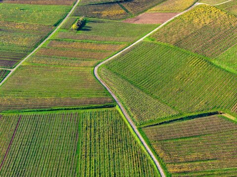 Aerial view of neatly patterned vineyards, divided by roads, painting the landscape in rich greens and browns, Rouffach, Grand Est, France.