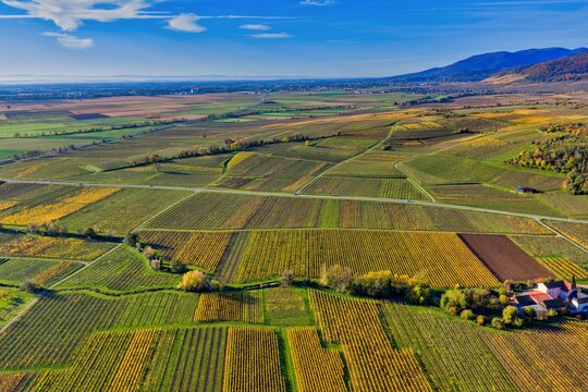 Aerial view of patchwork vineyards painted in autumn hues stretch across the land, edged by distant mountains under a bright sky, Rouffach, Grand Est, France.