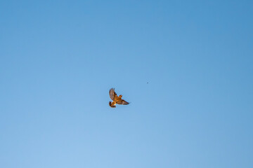 A bird glides through a clear blue sky with wings fully spread,