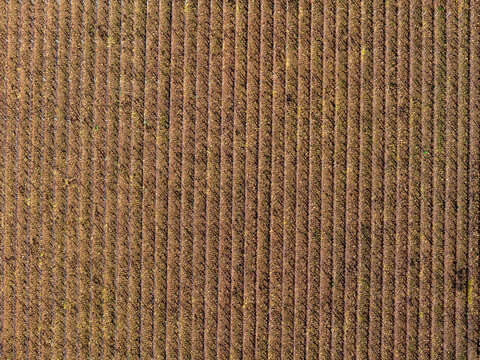 Aerial view of ploughed earth in a symmetrical pattern, with alternating ridges and furrows creating a textured landscape, Rouffach, Grand Est, France.