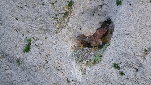 Common kestrel (Falco tinnunculus) chicks, birds stretching wings in nest